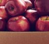 Äpfel in Wellpappenverpackung