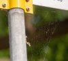 Spinnennetz an Verkehrsschild mit Fliegen, Mücken, Staub und sogar Mikroplastik