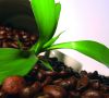 Kaffeepflanze
