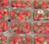 Erdbeer n in transparenter Schalenverpackung
